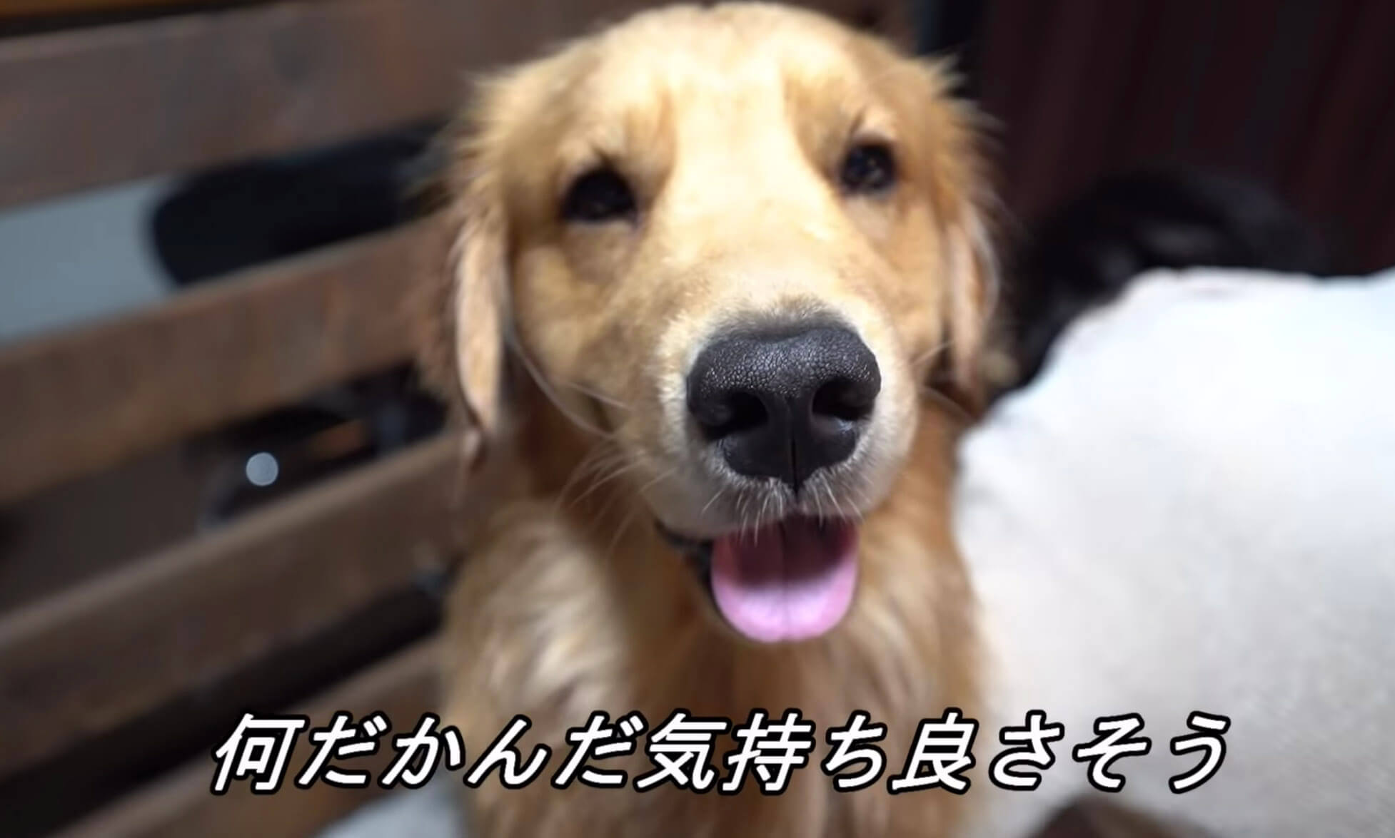 ゴールデンレトリーバー,動画