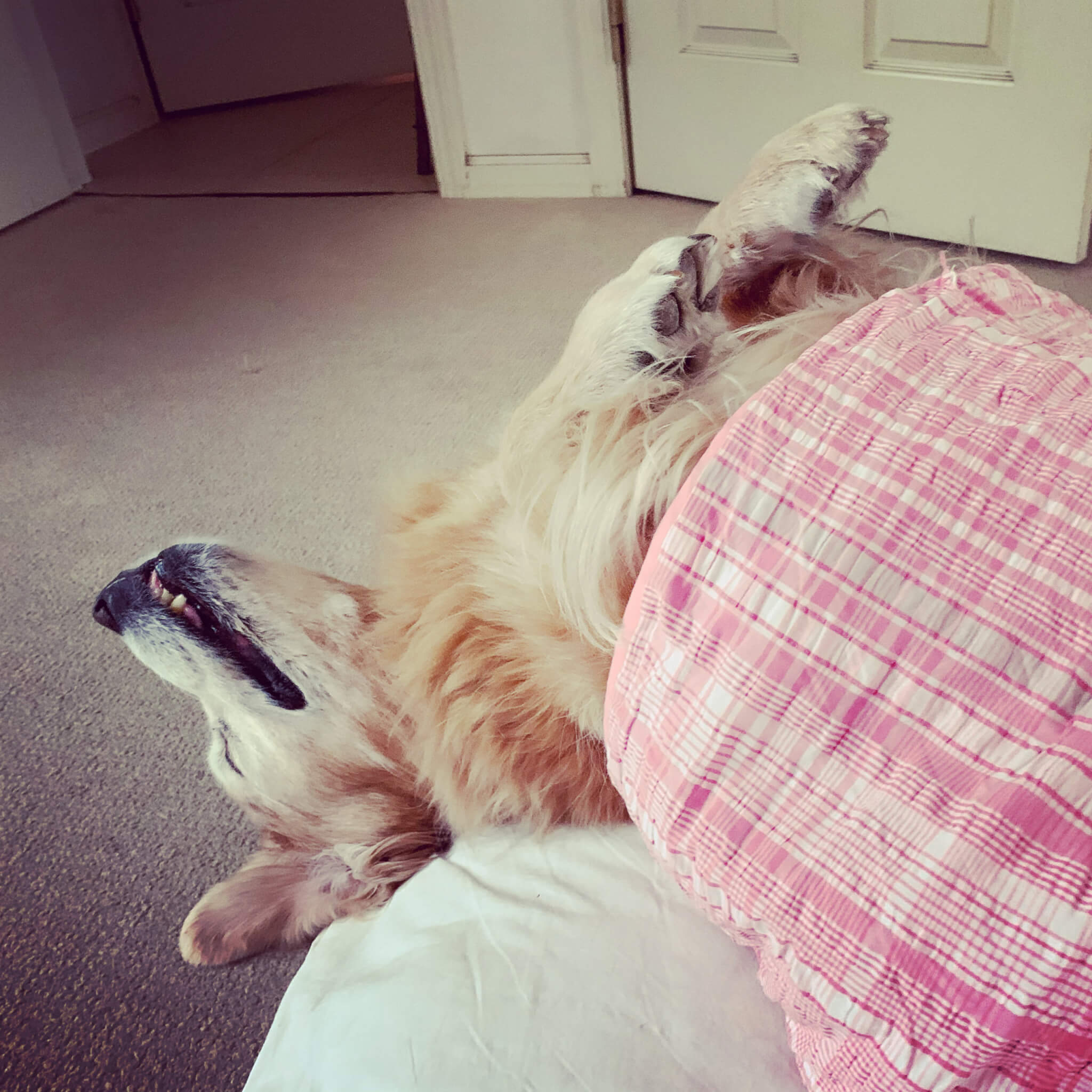 レトリーバー,ごはん