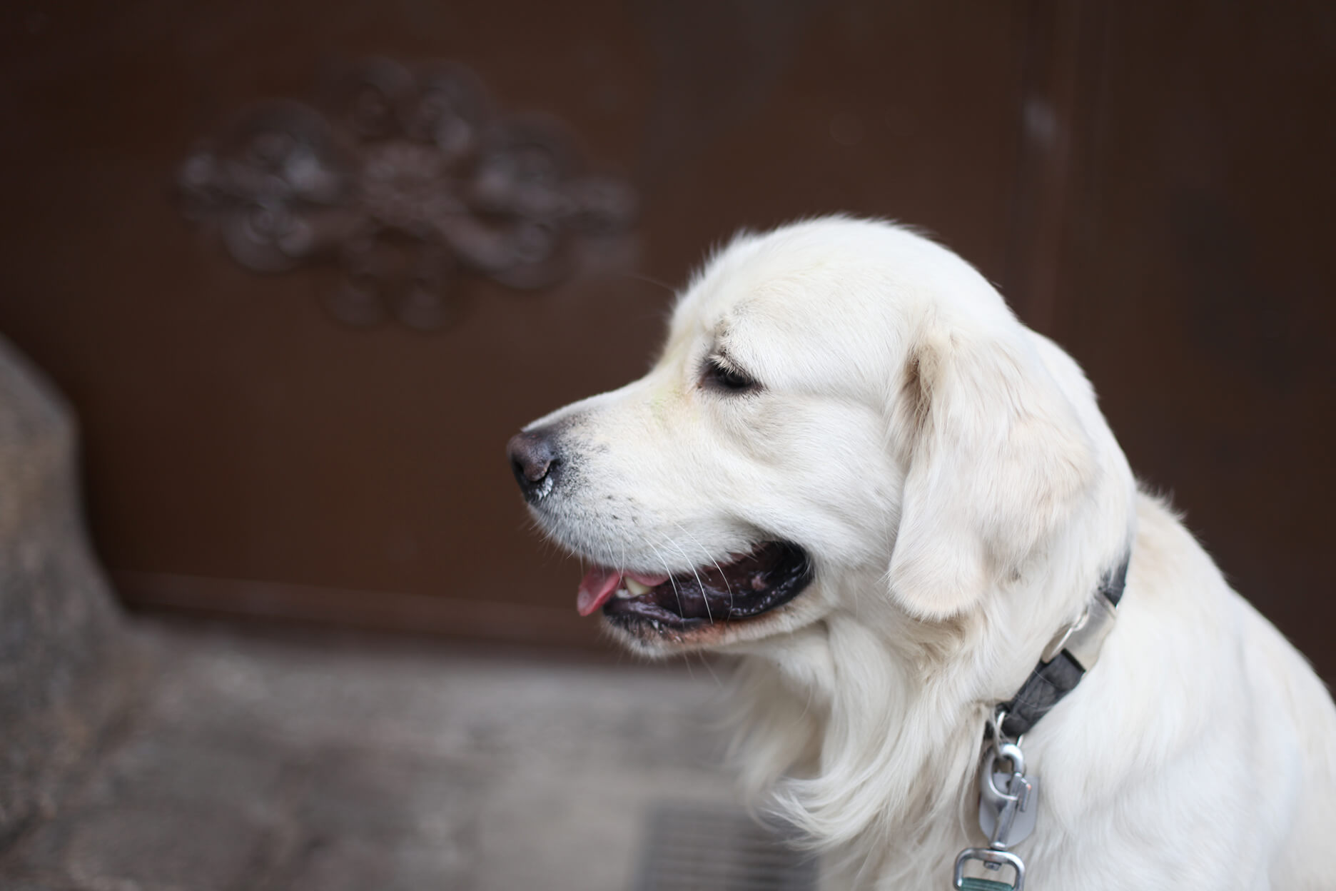 レトリーバー,初詣
