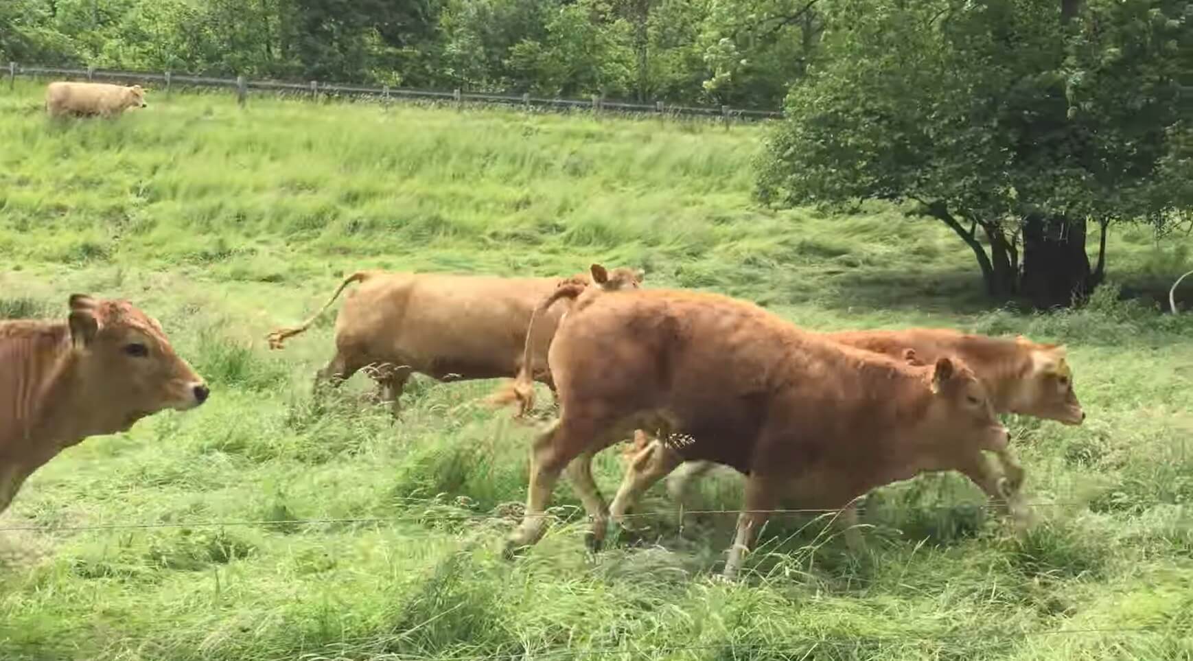 ラブラドールレトリーバー,動画