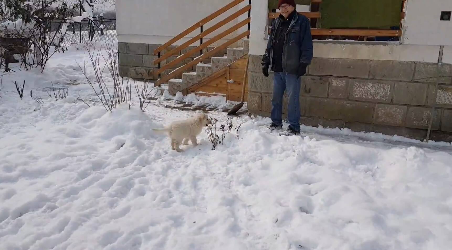 ラブラドールレトリーバー,動画