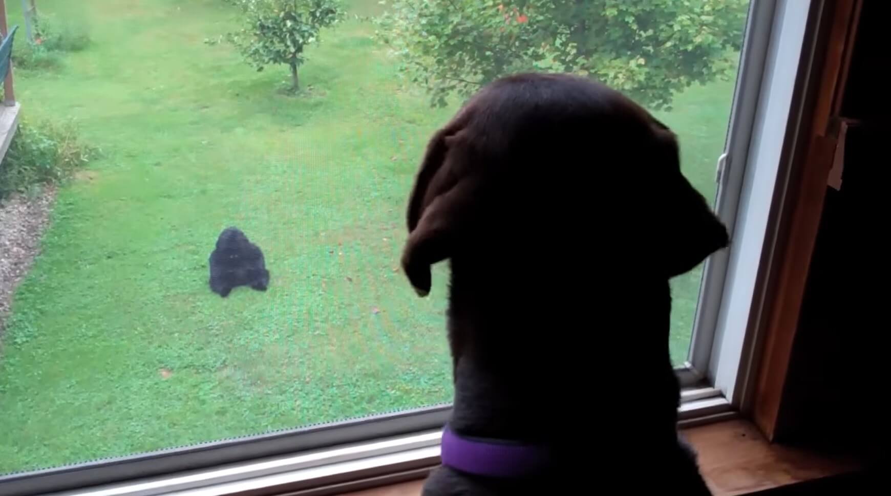 ラブラドールレトリーバー,動画