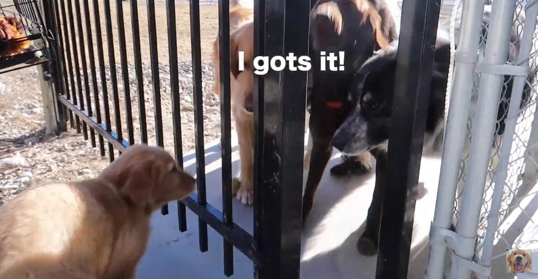 ゴールデンレトリーバー,動画