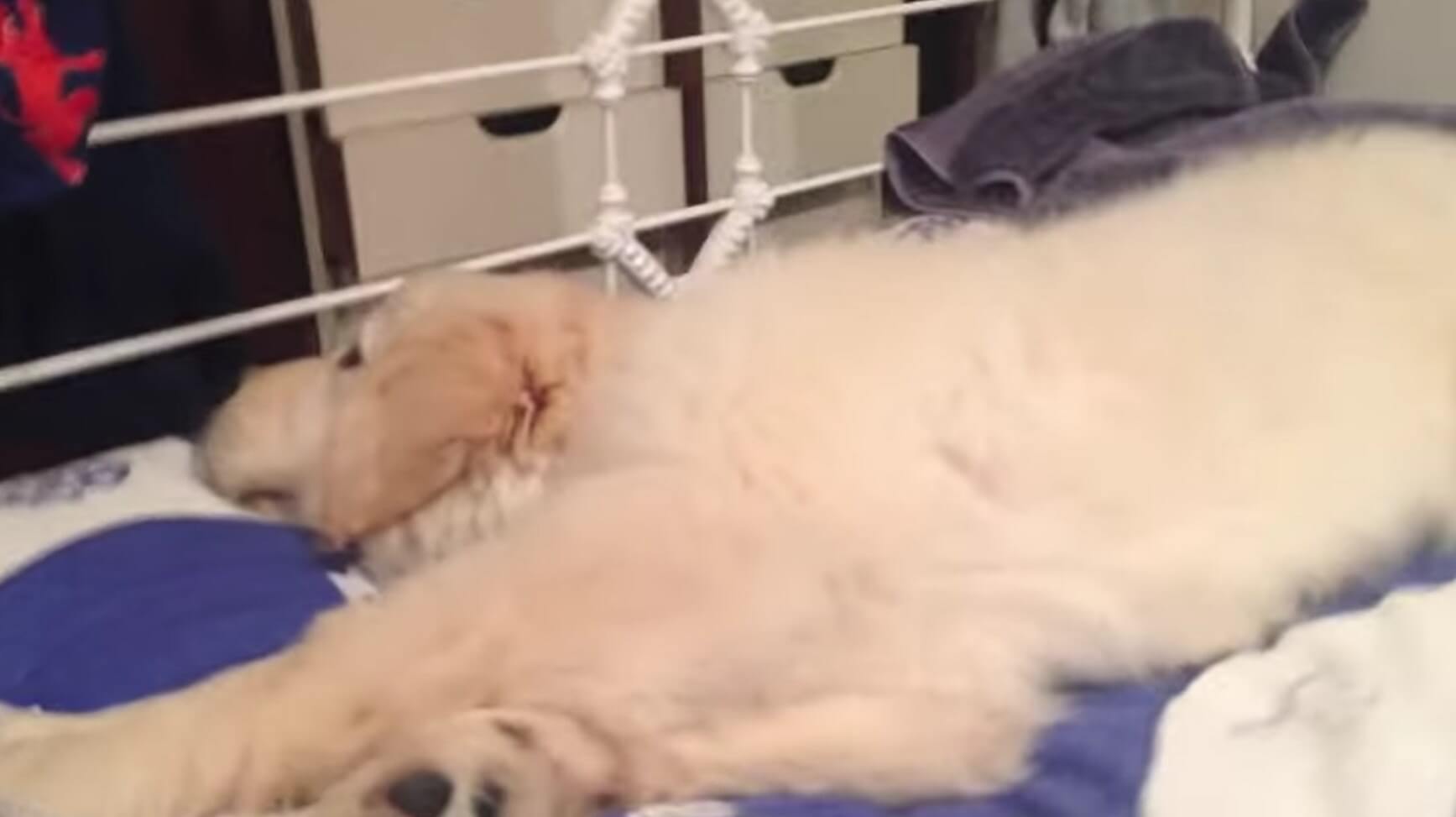 ゴールデンレトリーバー,動画