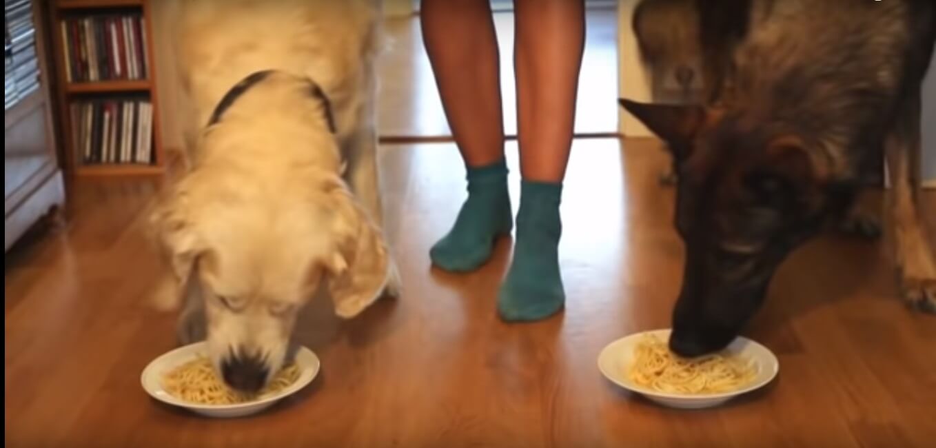 ゴールデンレトリーバー,動画