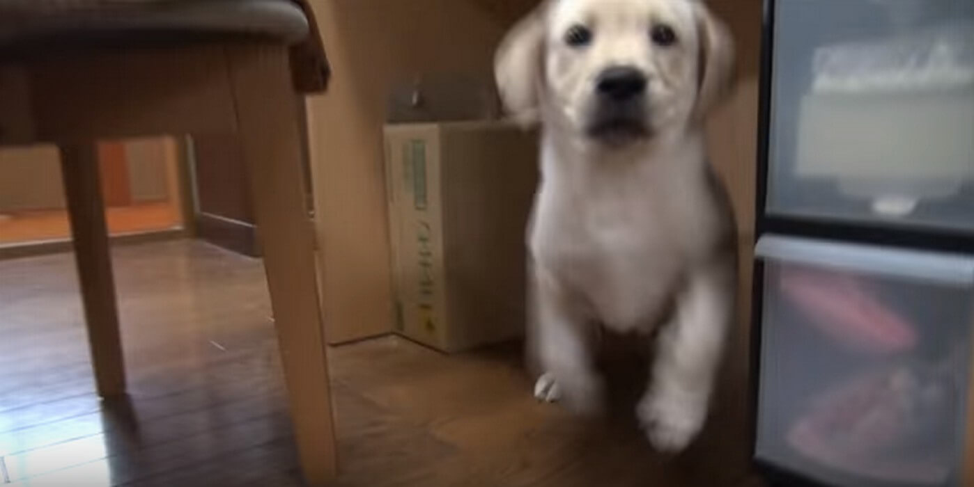 ラブラドールレトリーバー,動画