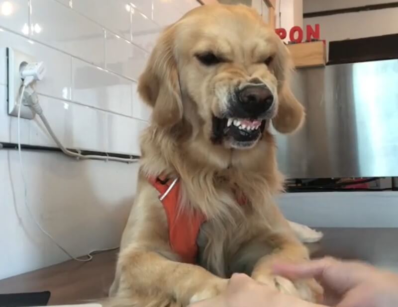 ゴールデンレトリーバー,動画