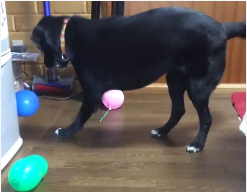 ラブラドールレトリーバー,動画