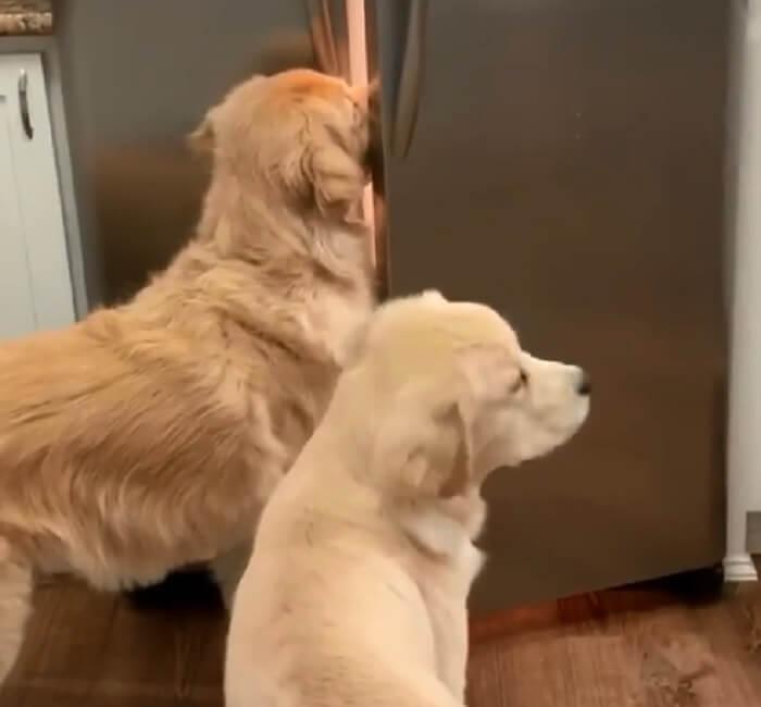 ゴールデンレトリーバー,動画