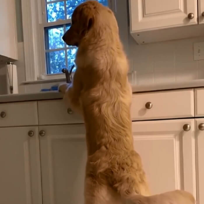 ゴールデンレトリーバー,動画