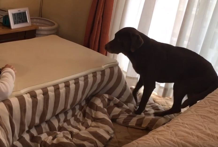 ラブラドールレトリーバー,動画