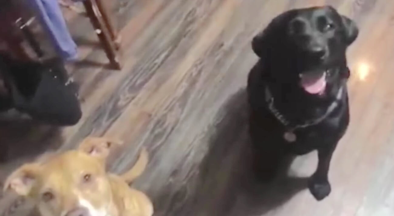 ラブラドールレトリーバー,動画