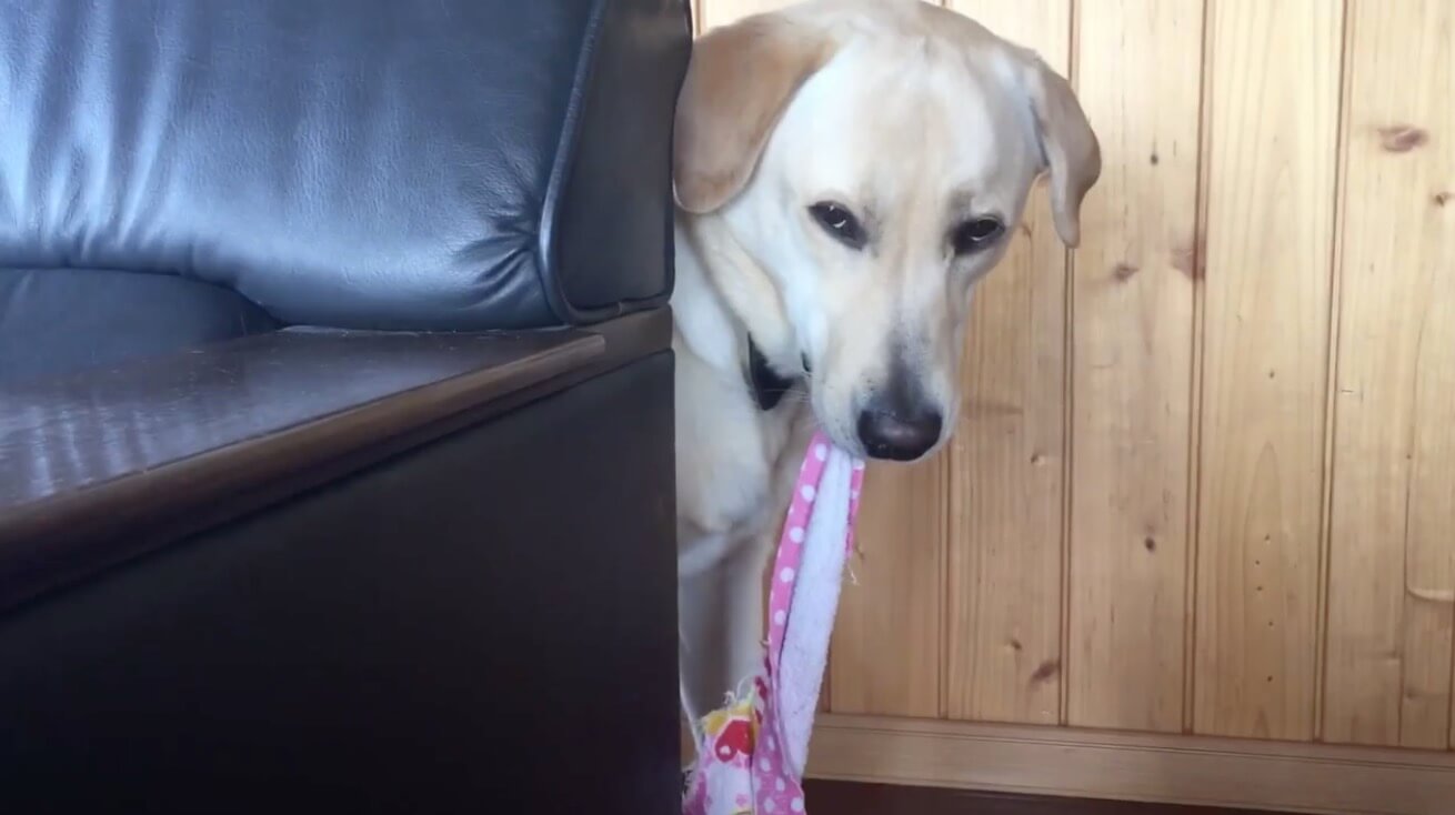 ラブラドールレトリーバー,動画