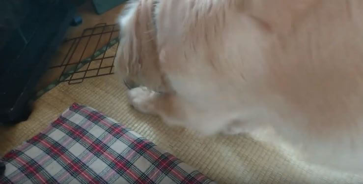 ゴールデンレトリーバー,動画