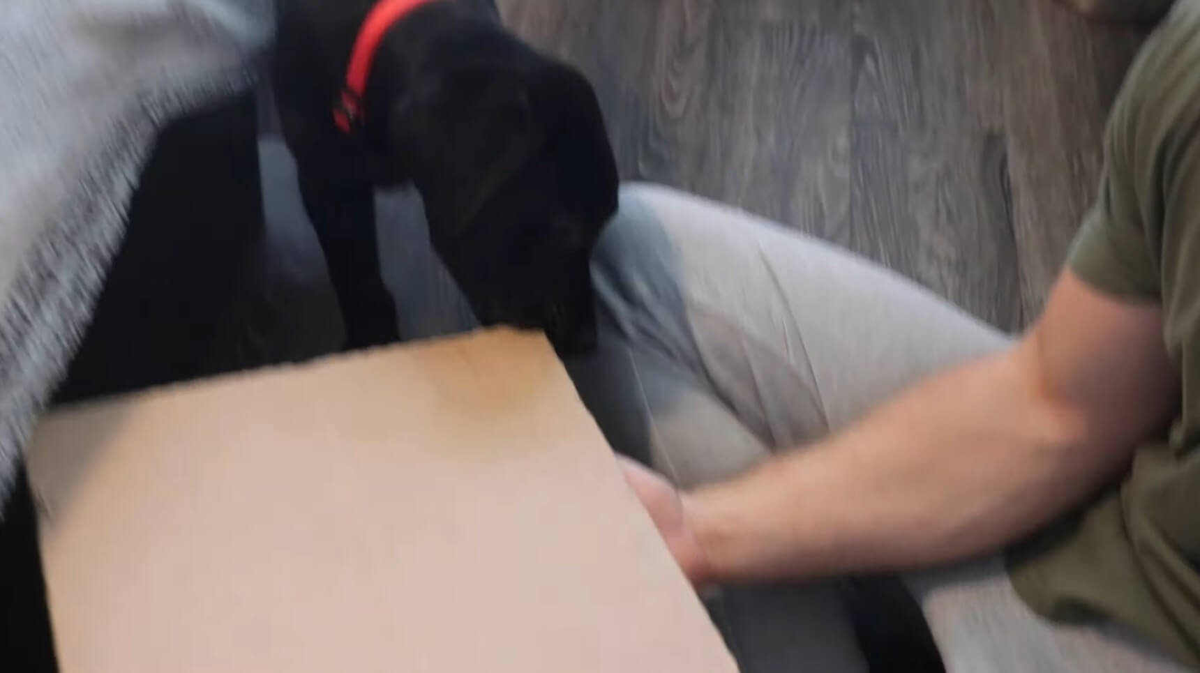 ラブラドールレトリーバー,動画