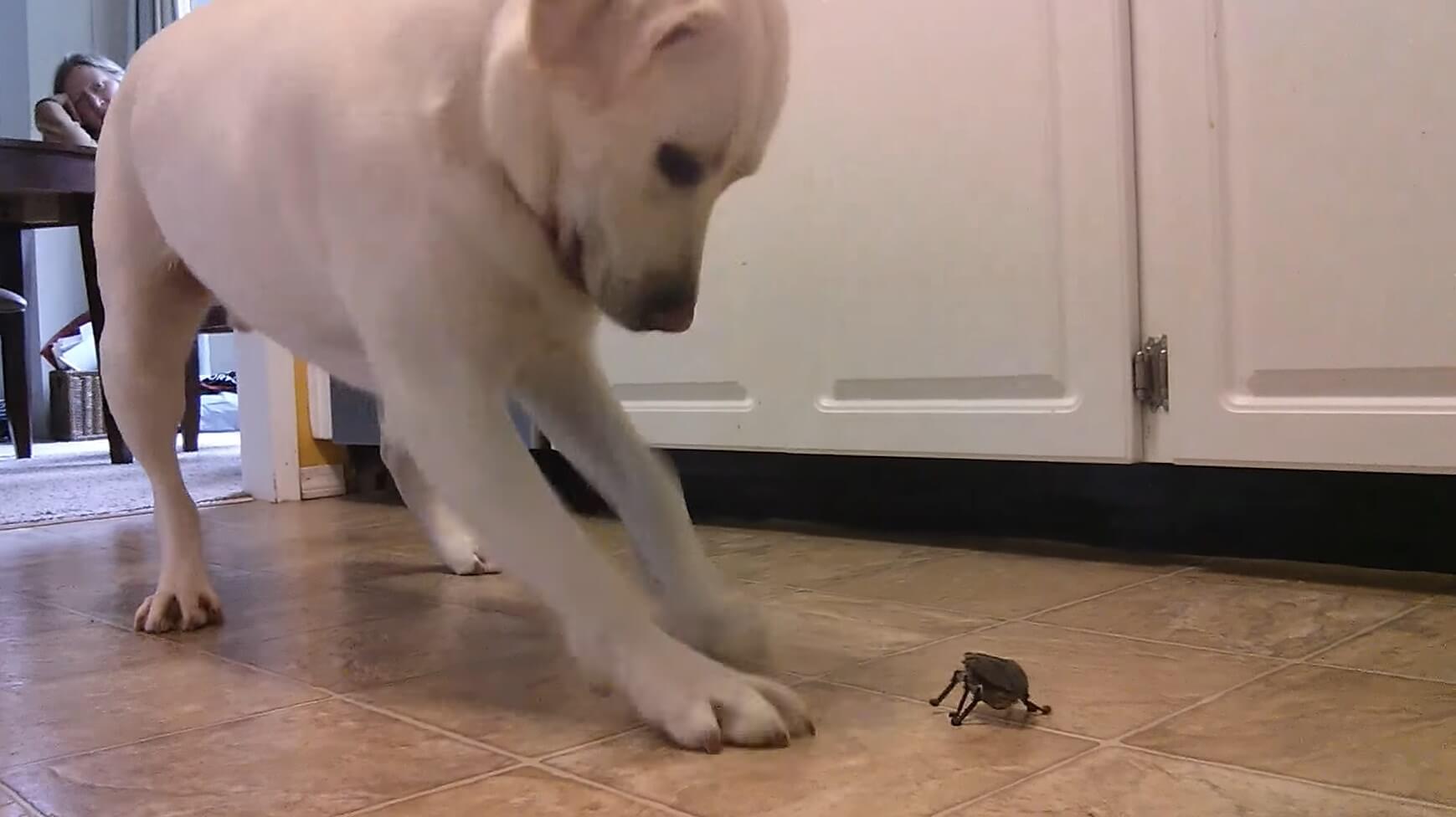 ラブラドールレトリーバー,動画