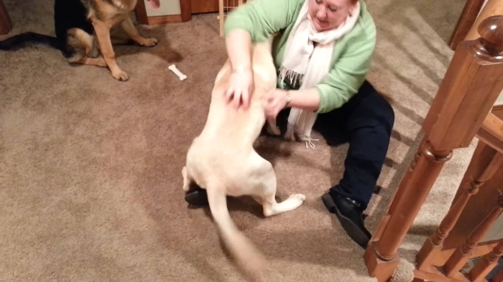 ラブラドールレトリーバー,動画