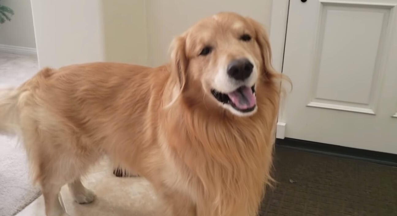 ゴールデンレトリーバー,動画