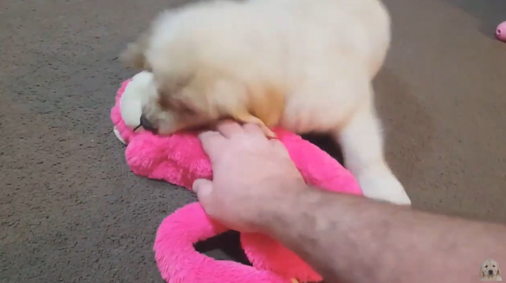 ゴールデンレトリーバー,動画