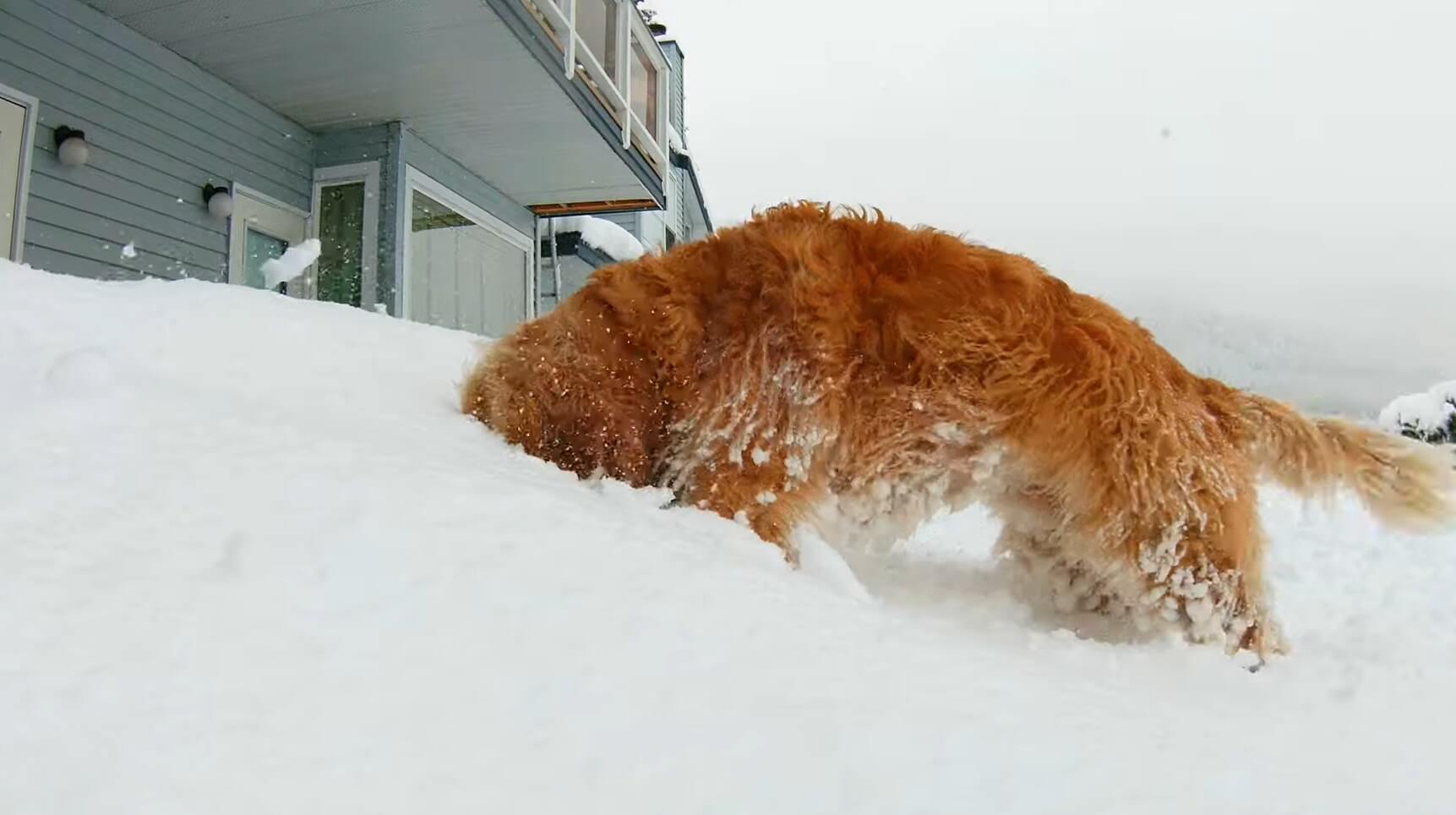 ゴールデンレトリーバー,動画