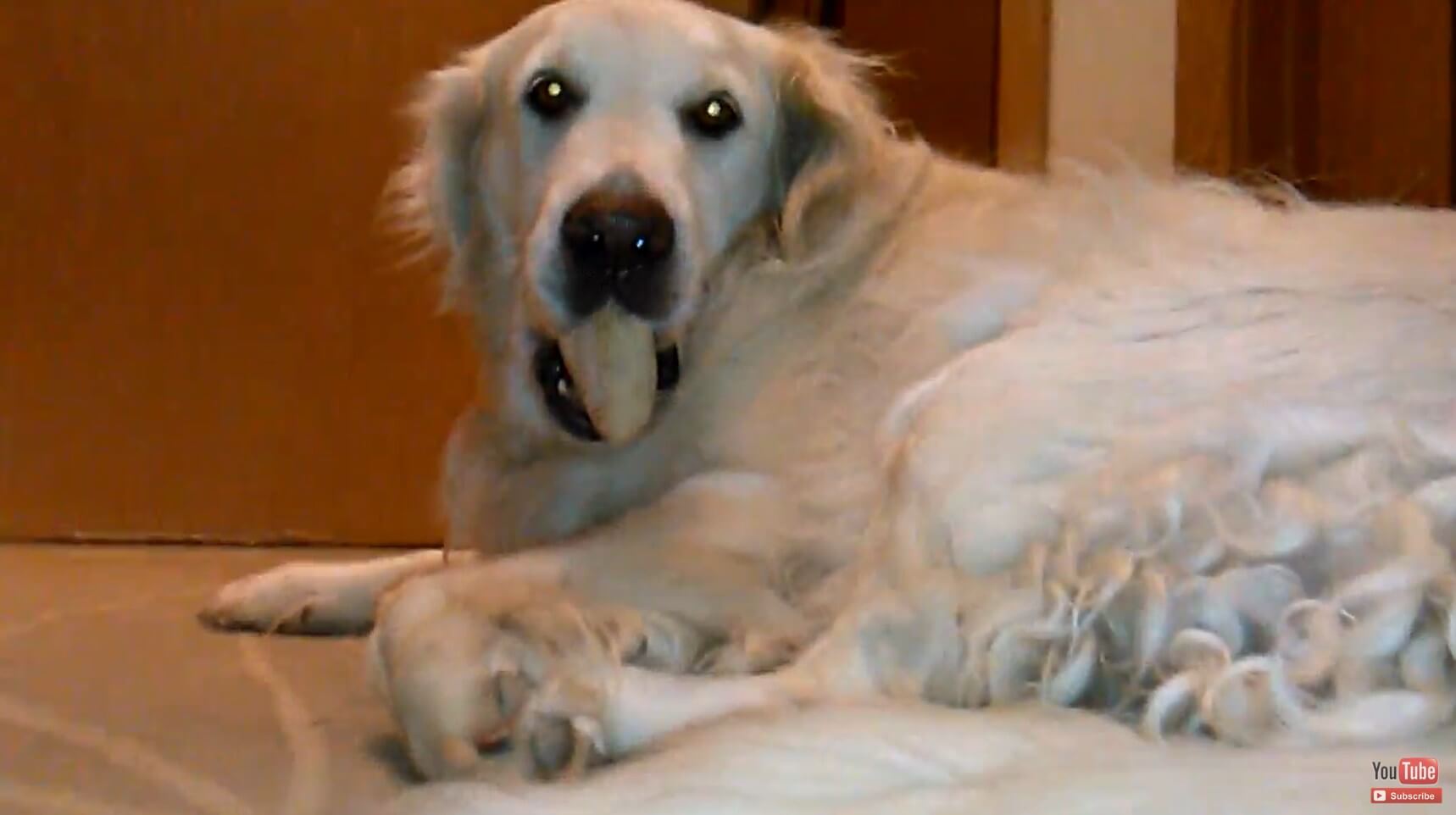 ゴールデンレトリーバー,動画