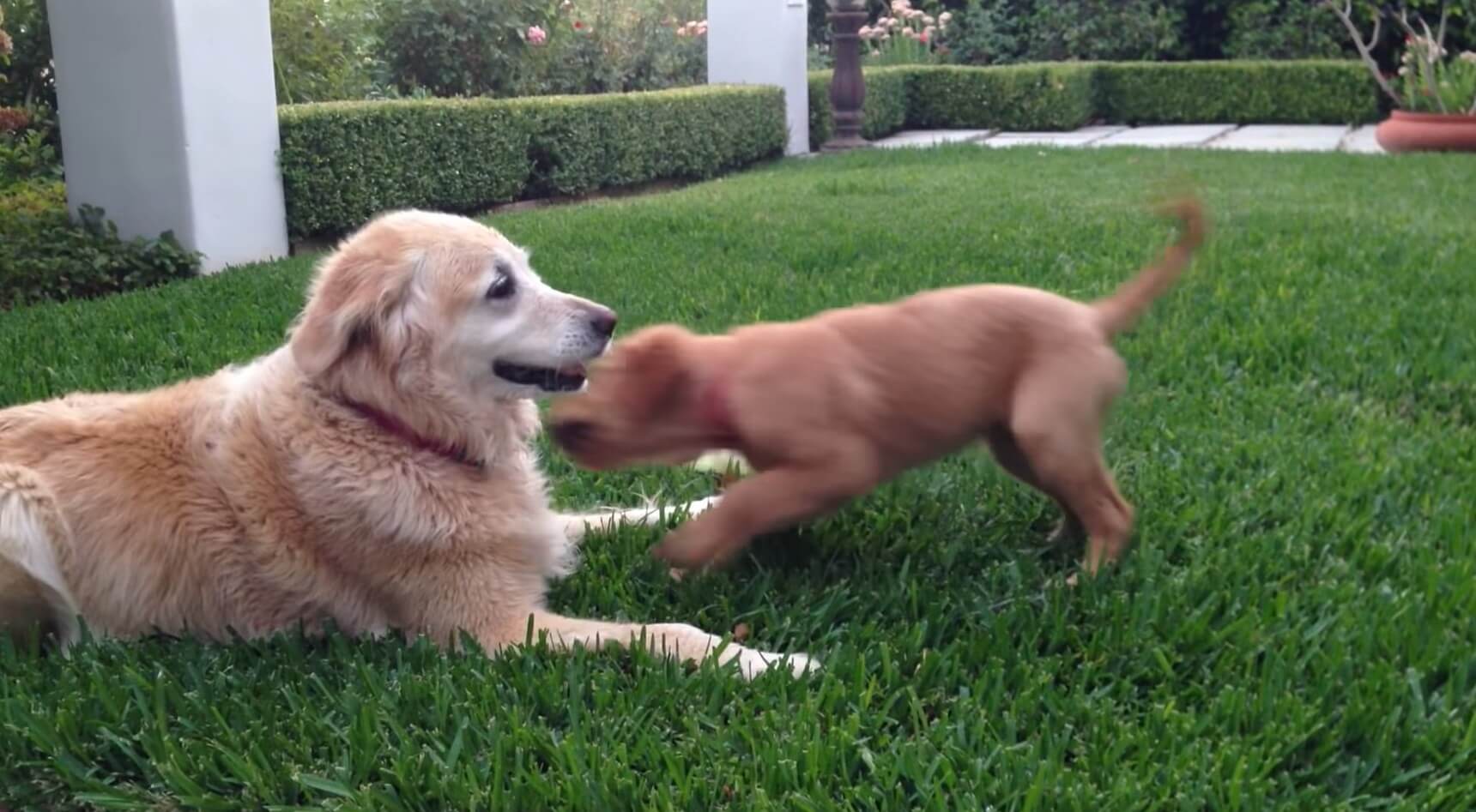 ゴールデンレトリーバー,動画