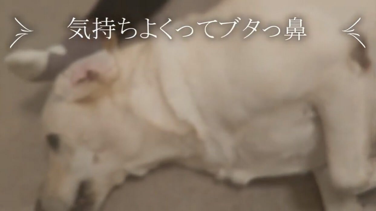 ラブラドールレトリーバー,動画