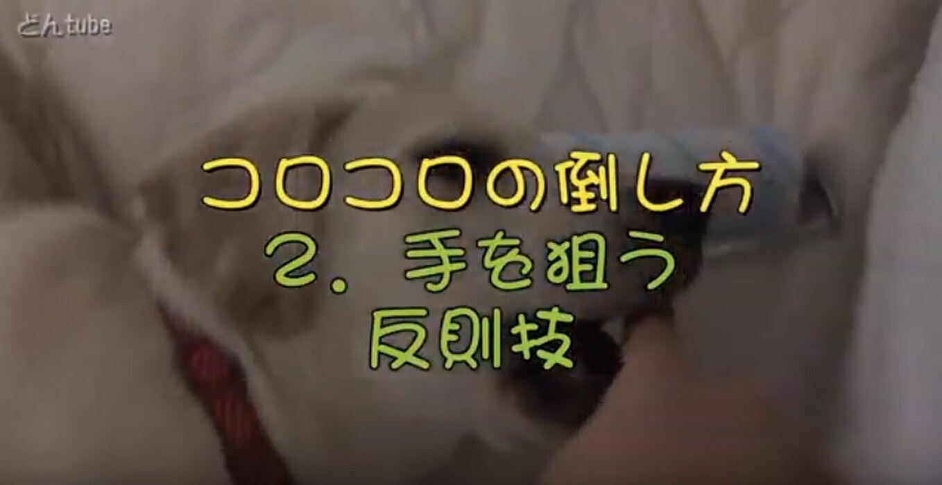 ラブラドールレトリーバー,動画