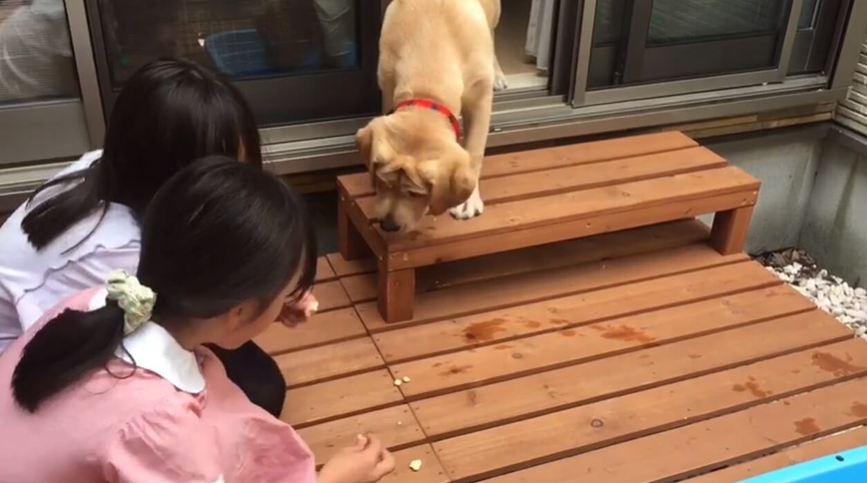 ラブラドールレトリーバー,動画