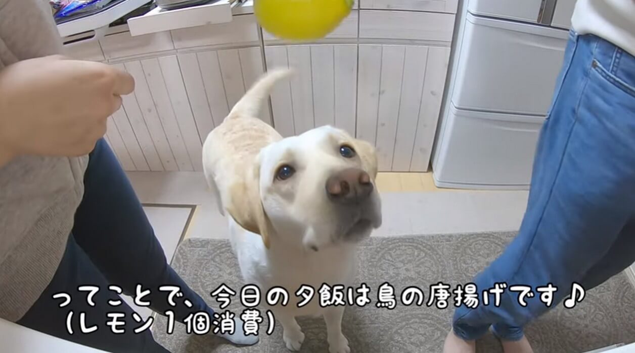 ラブラドールレトリーバー,動画