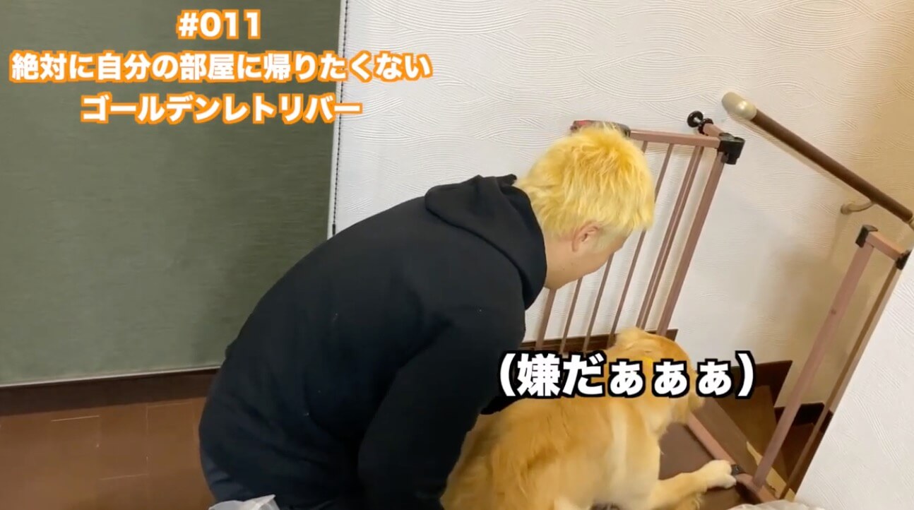 ゴールデンレトリーバー,動画