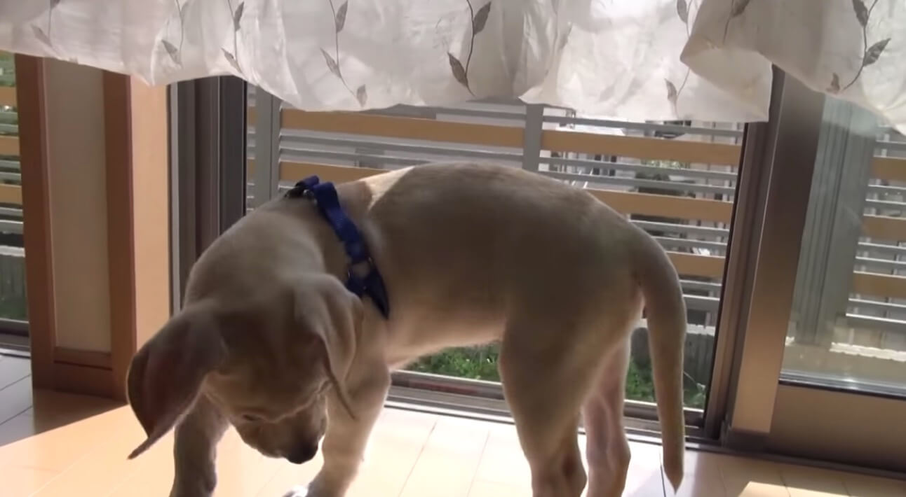 ラブラドールレトリーバー,動画