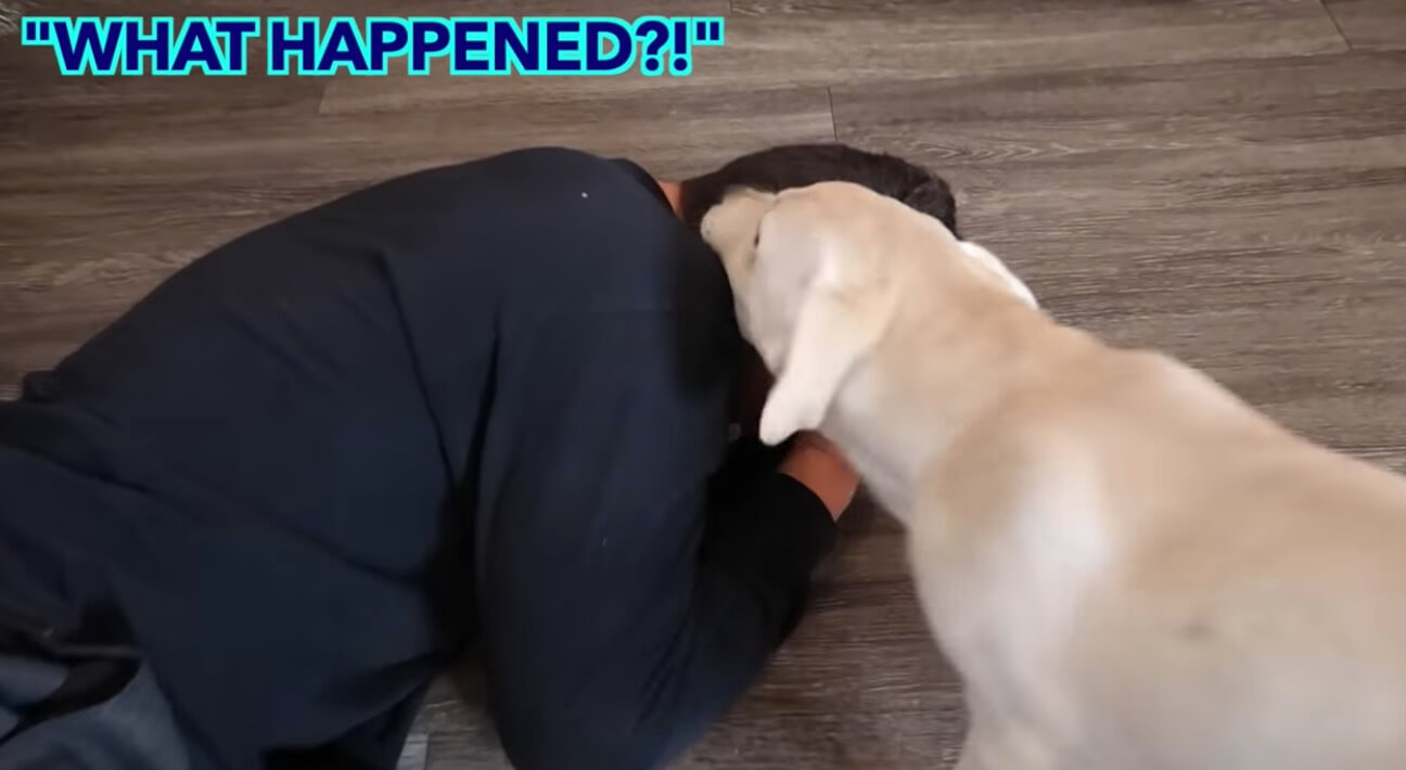 ラブラドールレトリーバー,動画