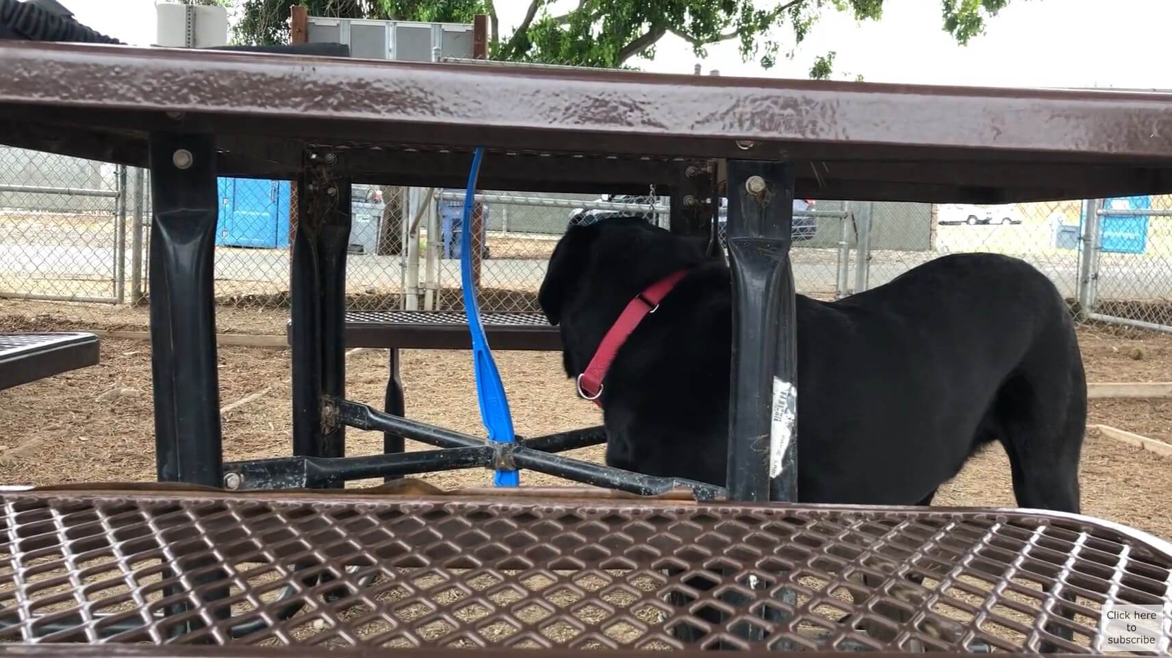 ラブラドールレトリーバー,動画