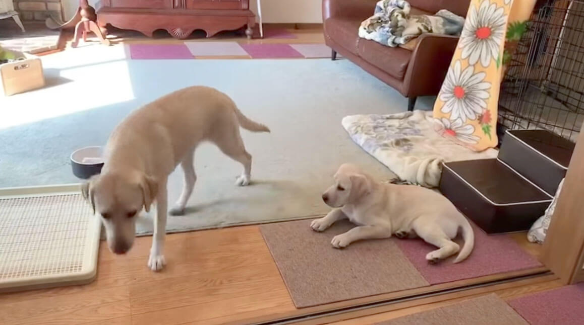 ラブラドールレトリーバー,動画