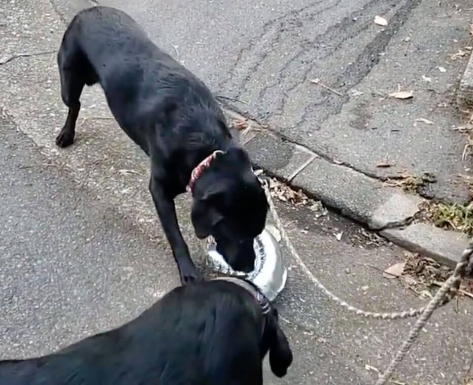 ラブラドールレトリーバー,動画