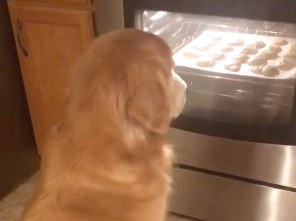 ゴールデンレトリーバー,動画