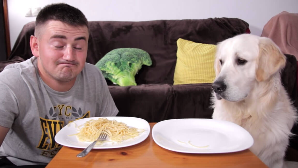 ゴールデンレトリーバー,動画