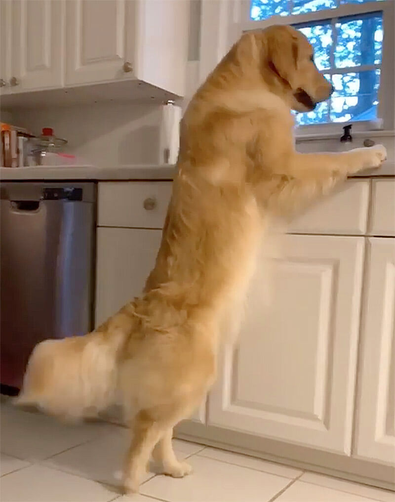 ゴールデンレトリーバー,動画