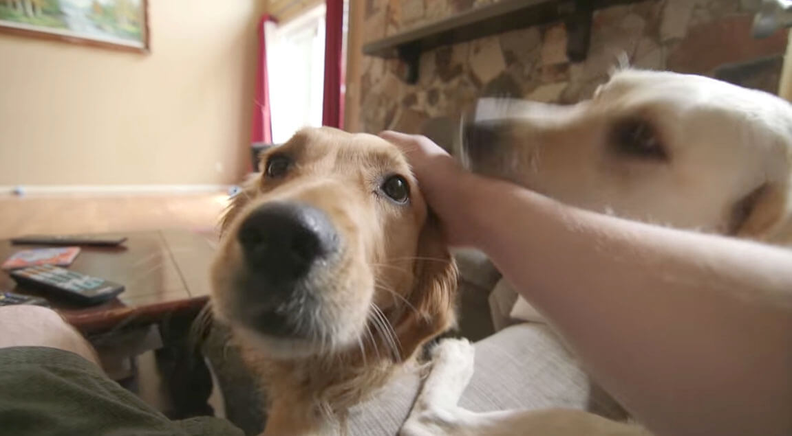 ラブラドールレトリーバー,ゴールデンレトリーバー,動画