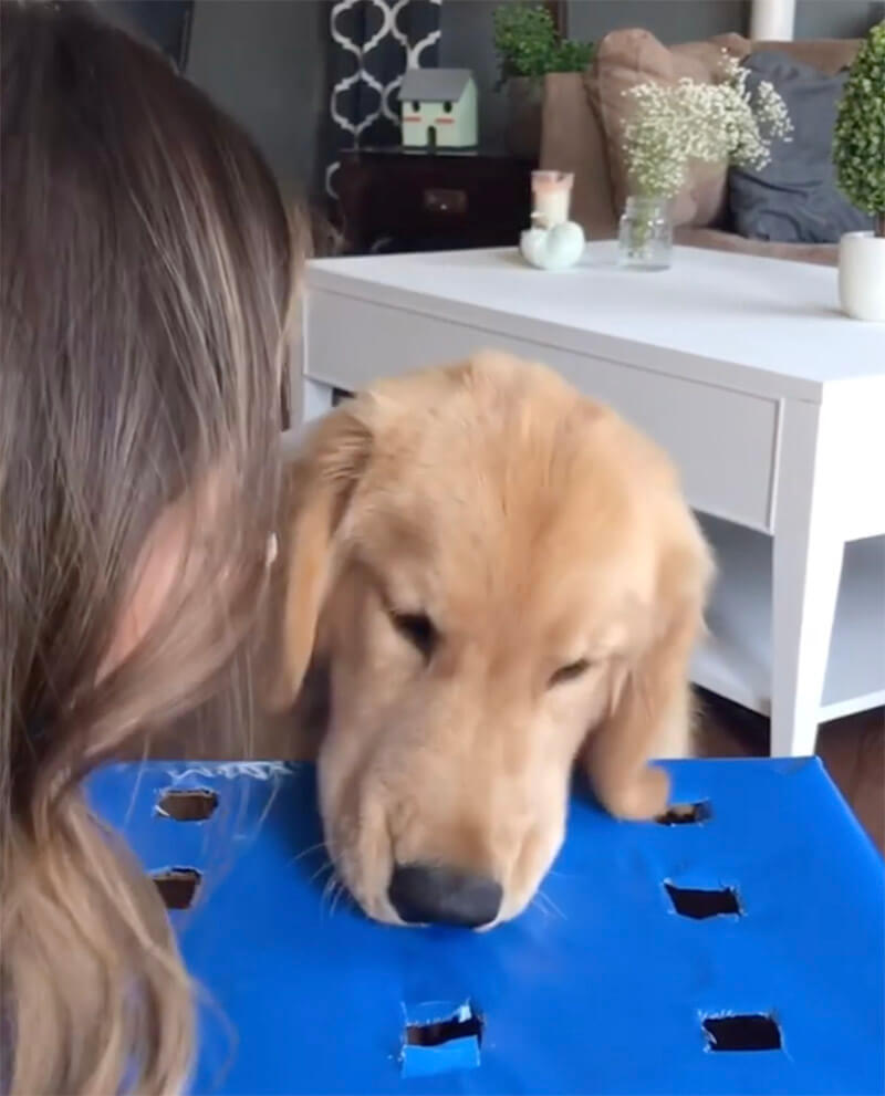 ゴールデンレトリーバー,動画