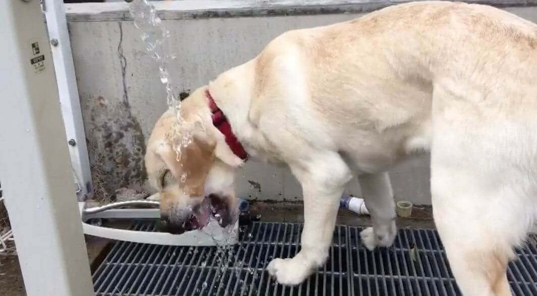 ラブラドールレトリーバー,動画