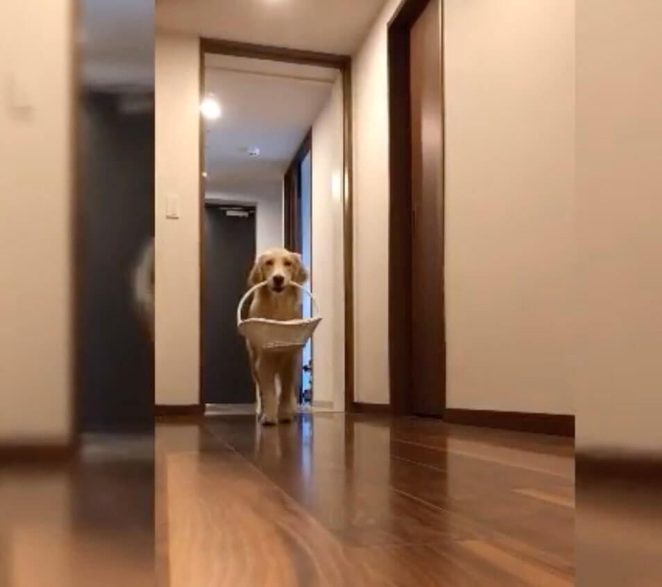 ゴールデンレトリーバー,動画