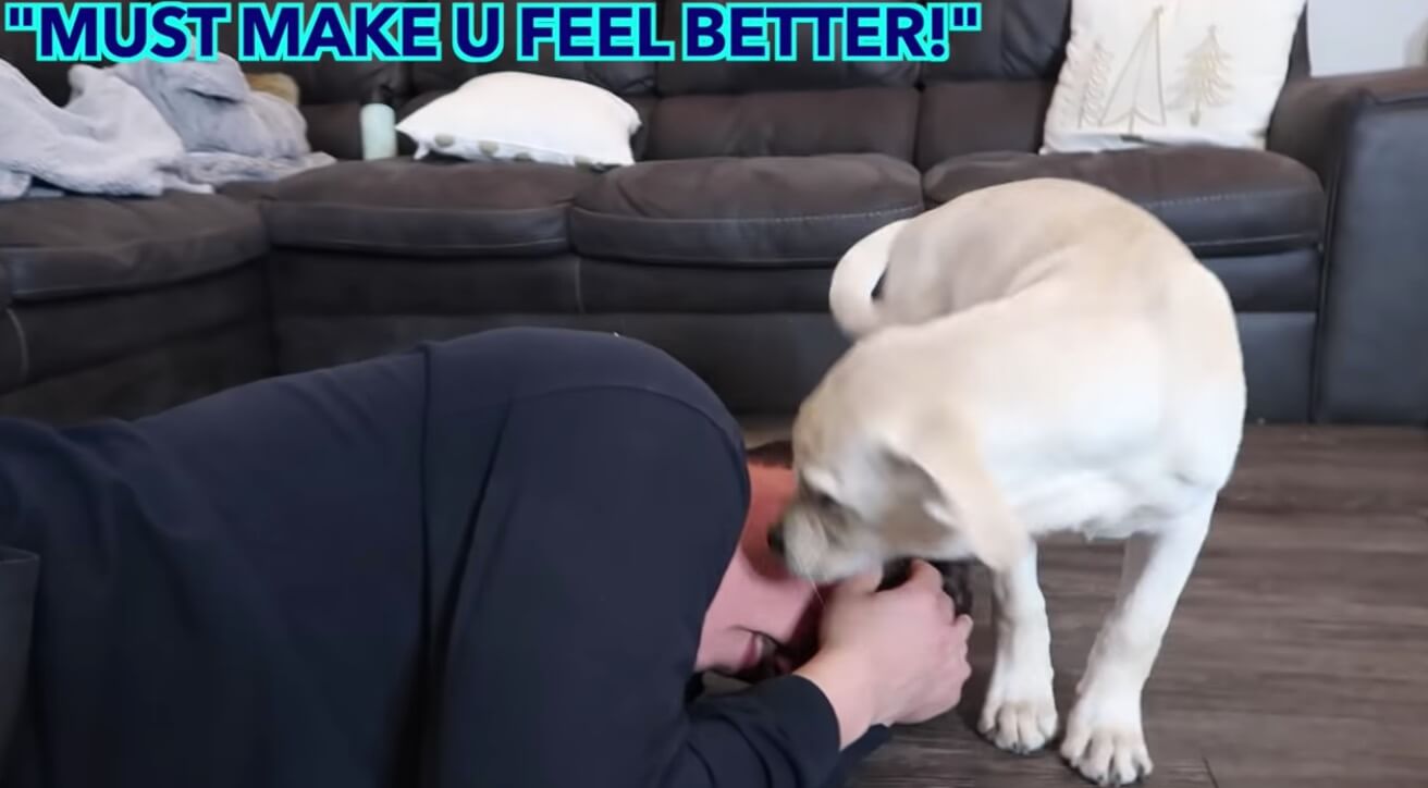 ラブラドールレトリーバー,動画