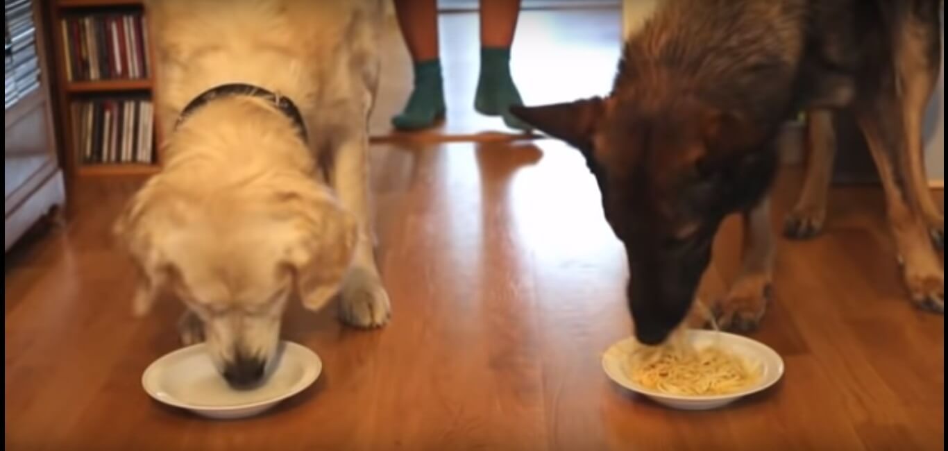 ゴールデンレトリーバー,動画