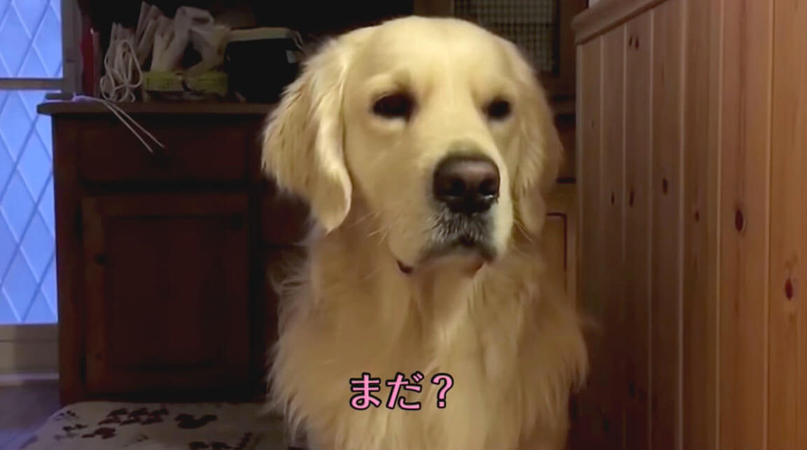 ゴールデンレトリーバー,動画