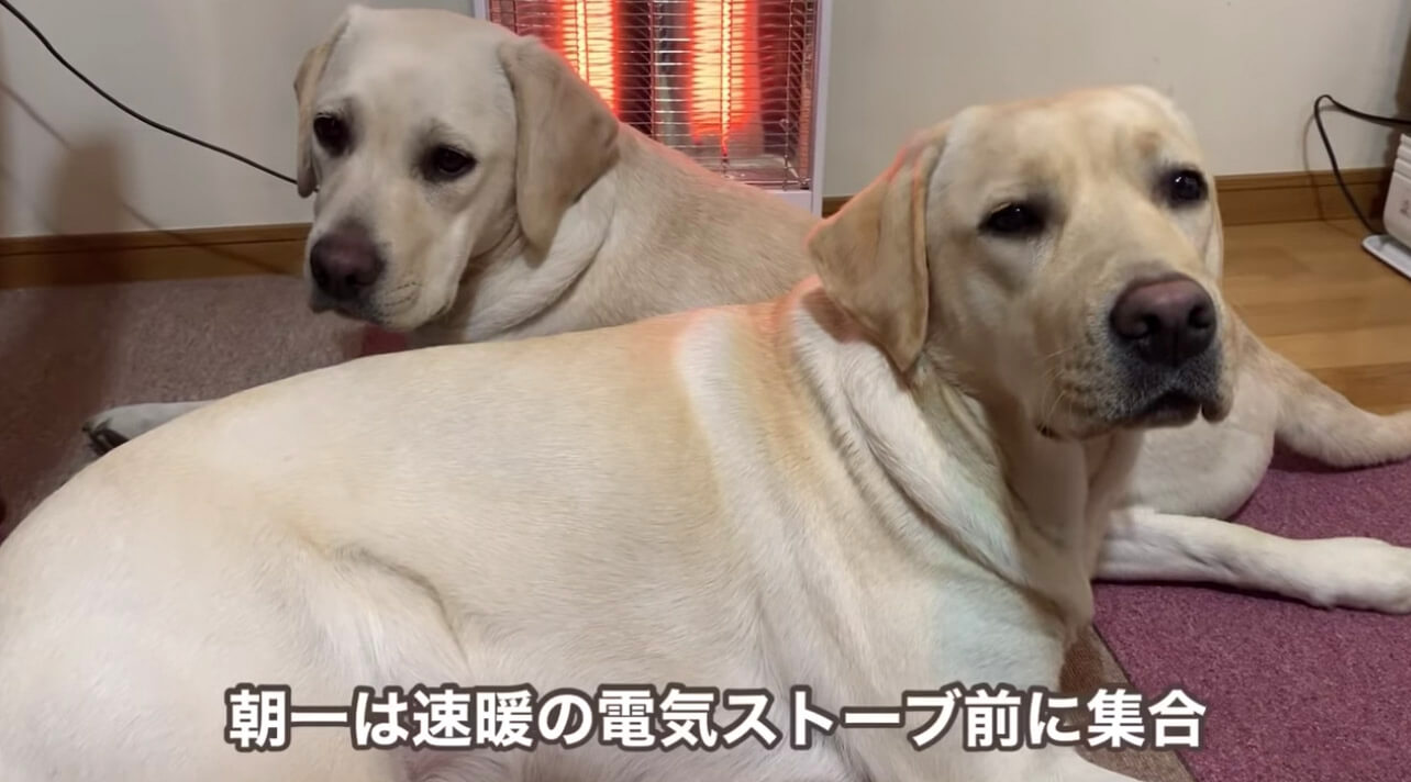 ラブラドールレトリーバー,動画