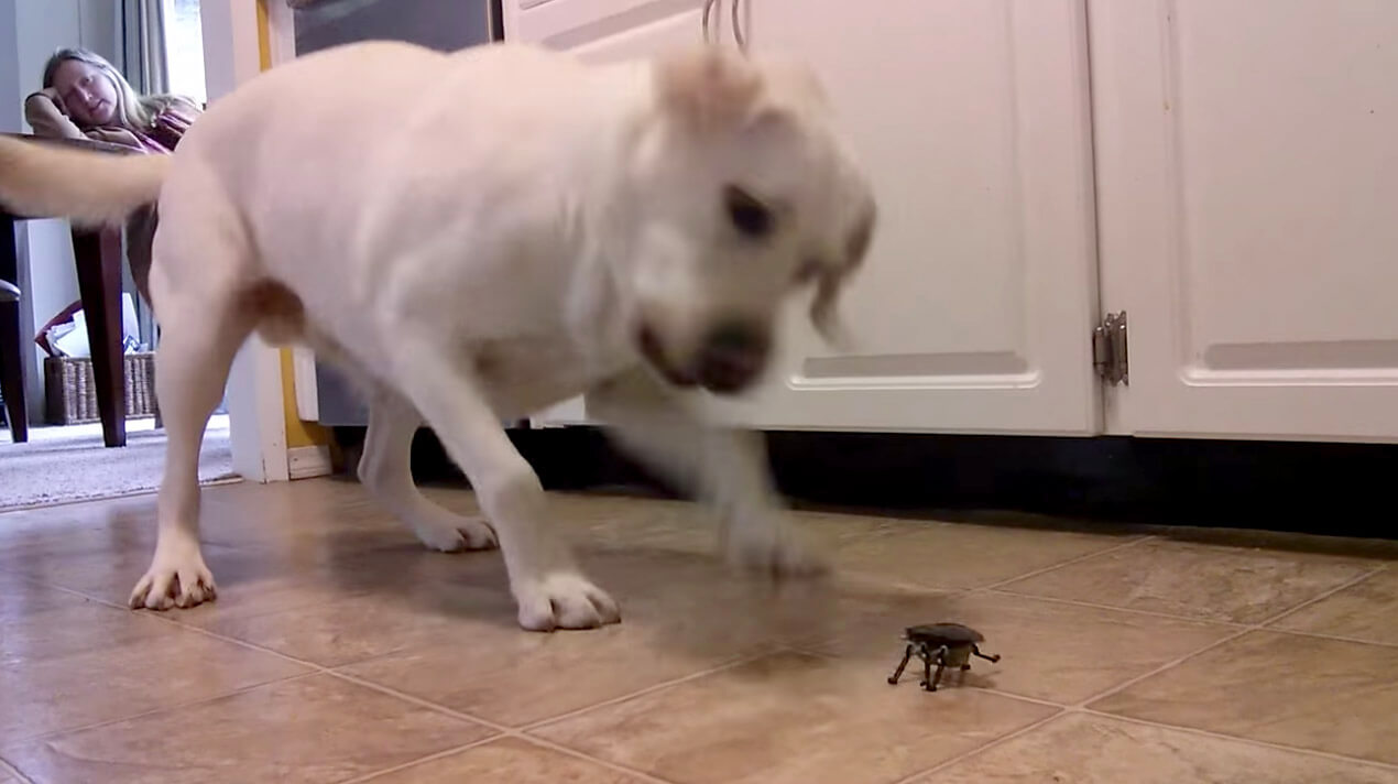 ラブラドールレトリーバー,動画