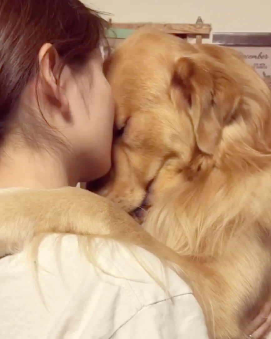 ゴールデンレトリーバー,動画