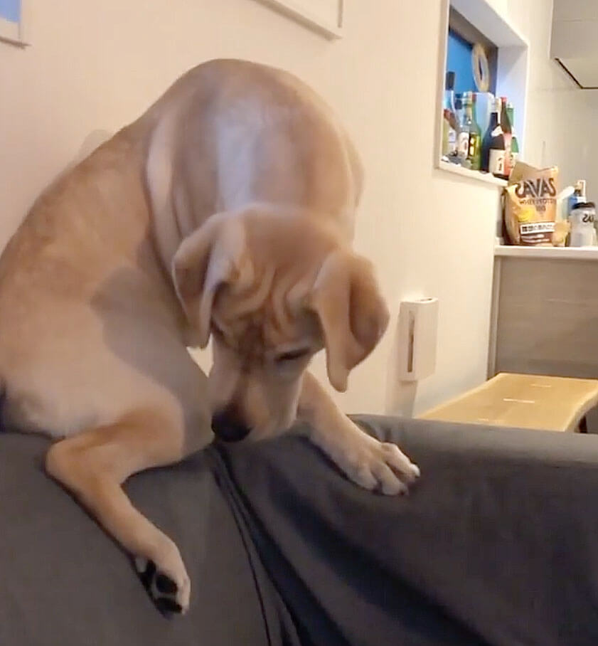 ラブラドールレトリーバー,動画